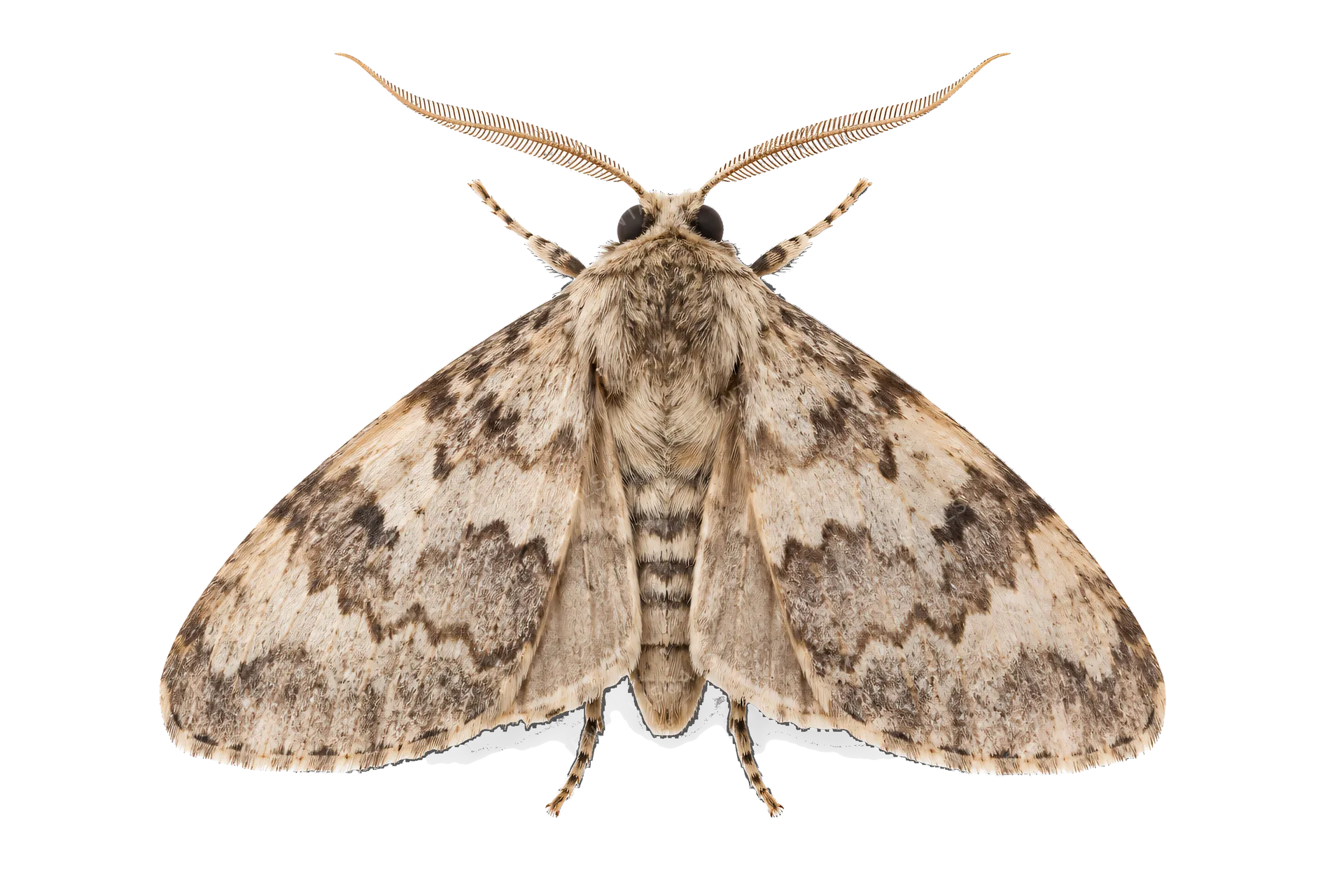4K transparent cutout of product photography of a single moth, isolated object, entire subject visible, centered in frame, standing naturally, pure white background, seamless white backdrop, high key stud…
