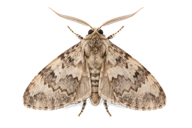 4K transparent cutout of product photography of a single moth, isolated object, entire subject visible, centered in frame, standing naturally, pure white background, seamless white backdrop, high key stud…