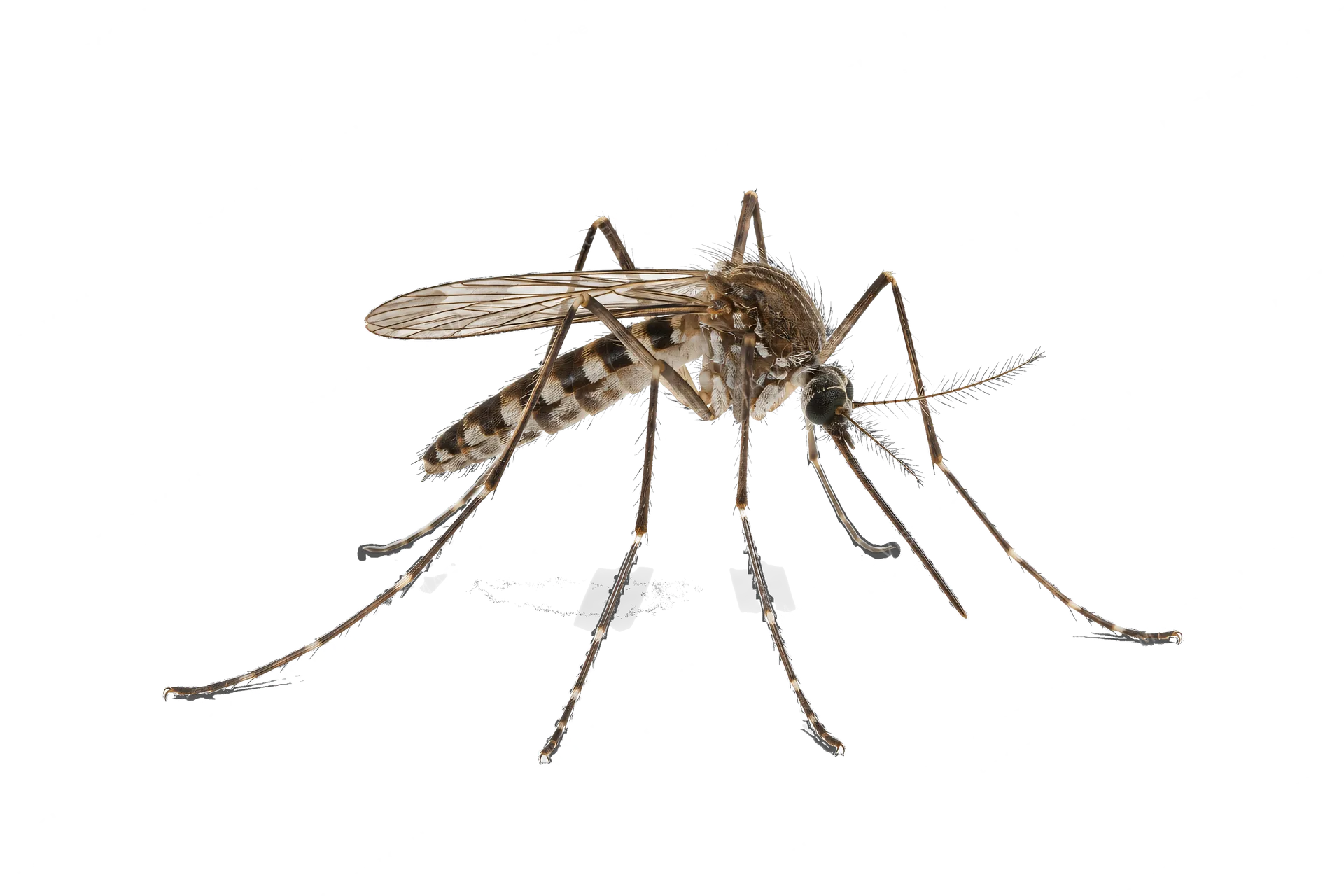 4K transparent cutout of product photography of a single mosquito, isolated object, entire subject visible, centered in frame, standing naturally, pure white background, seamless white backdrop, high key…