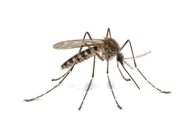 4K transparent cutout of product photography of a single mosquito, isolated object, entire subject visible, centered in frame, standing naturally, pure white background, seamless white backdrop, high key…