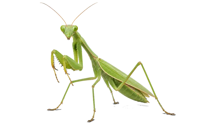 4K transparent cutout of product photography of a single green praying mantis with long slender legs and large compound eyes, isolated object, entire subject visible, centered in frame, standing naturally…