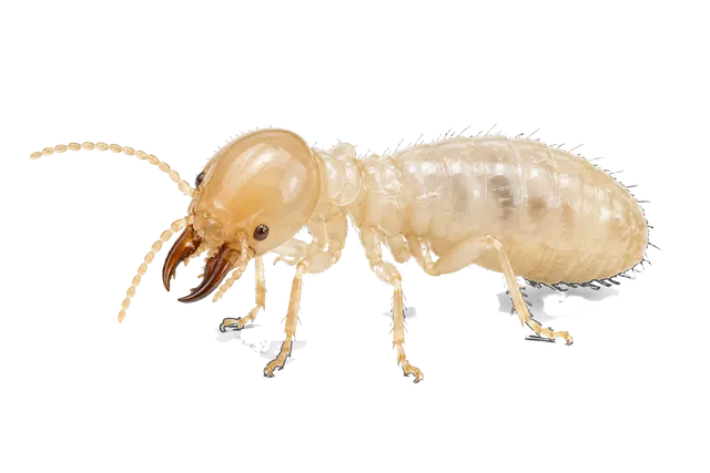 4K transparent cutout of product photography of a single pale-colored termite with a rounded head, pronounced mandibles, and a segmented translucent-looking body, isolated object, entire subject visible,…