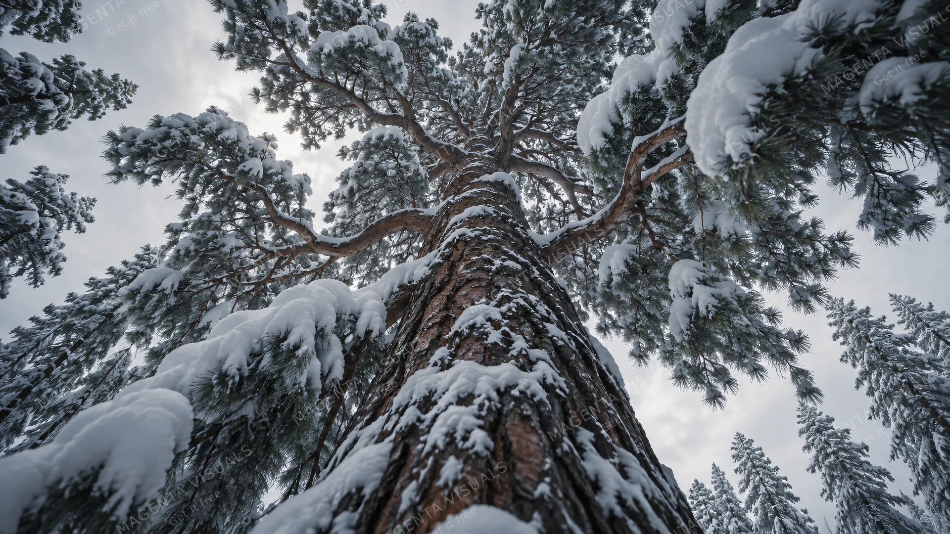 4K 16:9 dramatic vertical-looking low-angle anamorphic cine shot looking straight up into the towering crown of an ancient boreal pine tree, heavy blankets of powder snow bending the…