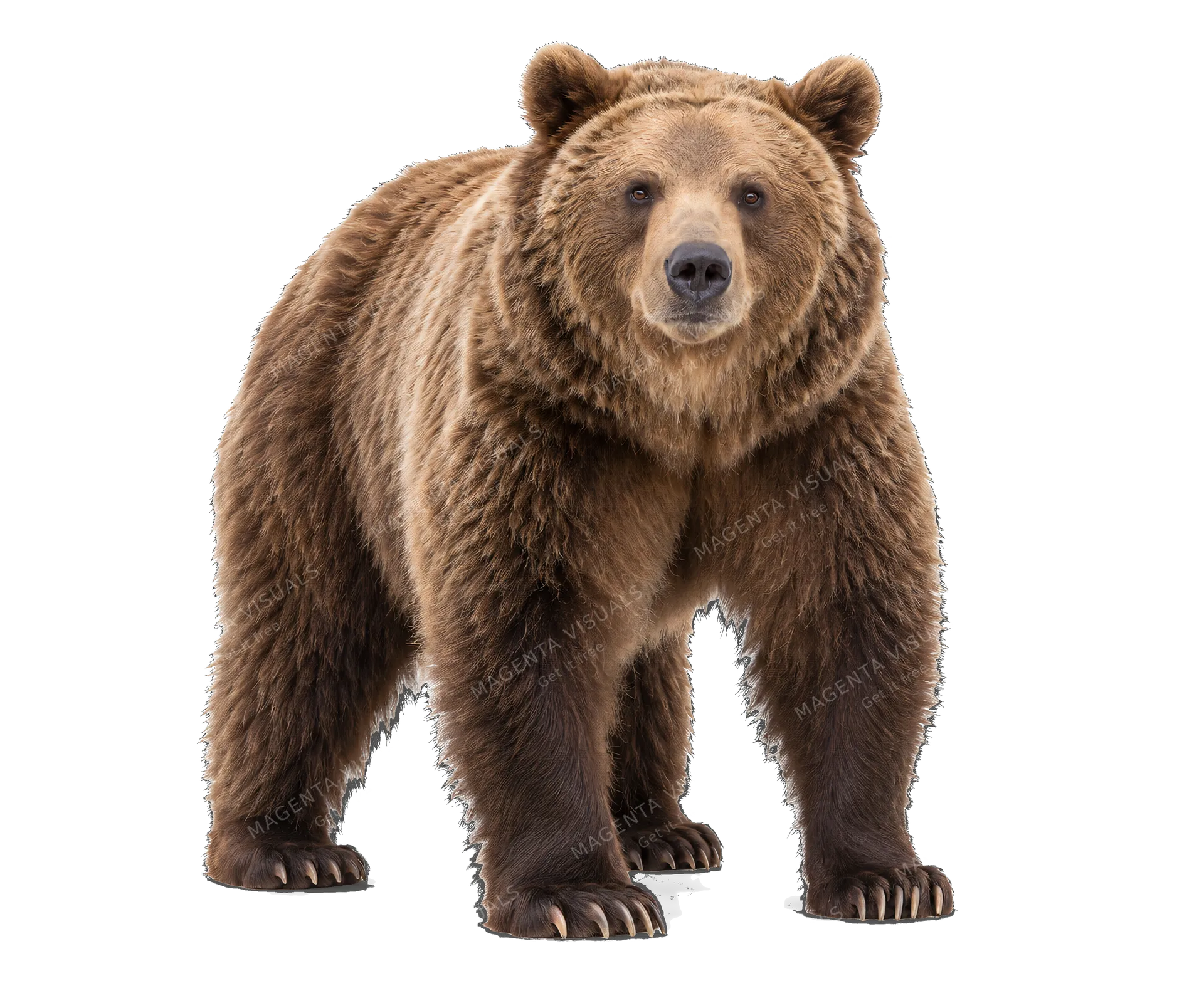 4K transparent cutout of product photography of a single adult brown bear, isolated object, entire animal visible, centered in frame, standing naturally, thick brown fur, powerful build, pure white backgr…