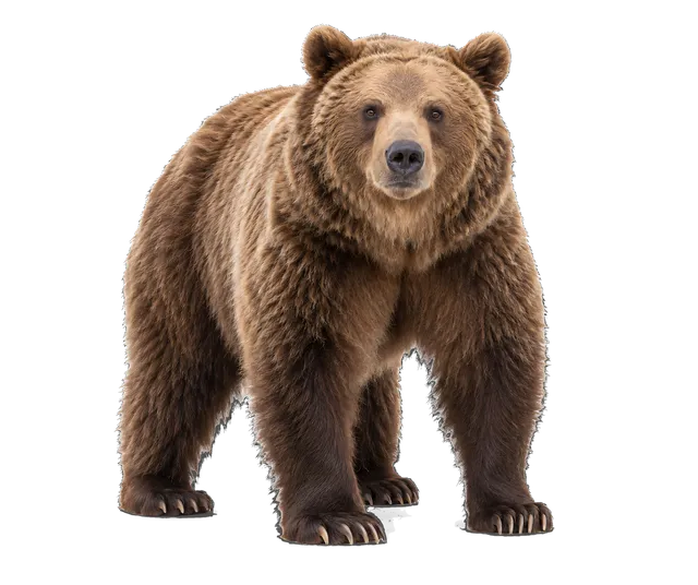 4K transparent cutout of product photography of a single adult brown bear, isolated object, entire animal visible, centered in frame, standing naturally, thick brown fur, powerful build, pure white backgr…