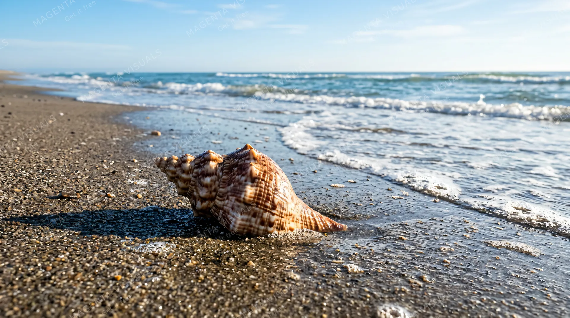 4K 16:9 photoreal photograph of a beautiful shell resting half-buried in wet beach sand at the surf line, glinting in the morning sun, gentle tide receding nearby, real coastal scene…