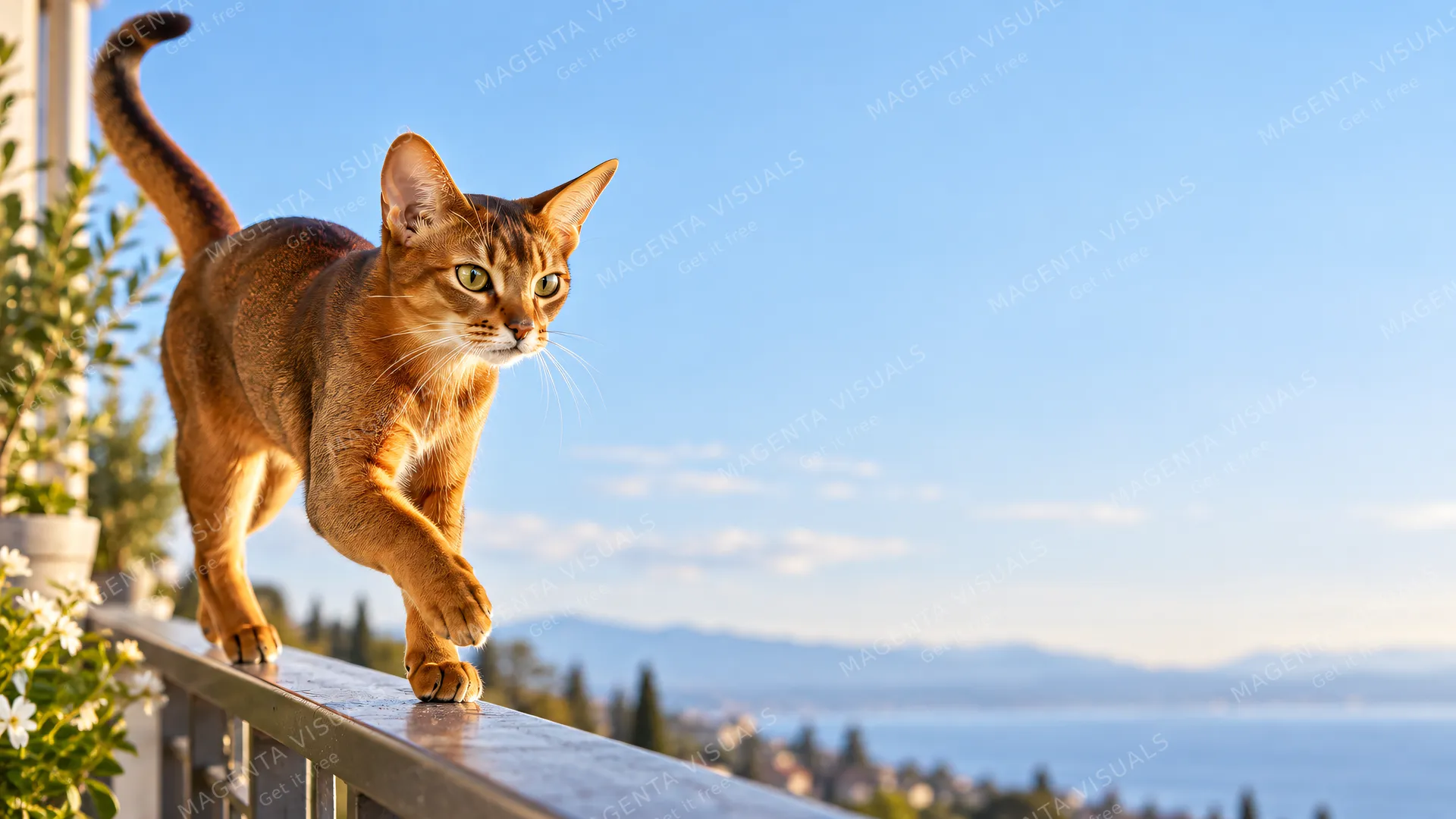 4K 16:9 widescreen desktop wallpaper, empty right, an Abyssinian cat in action, its ticked coat shining as it is racing along a balcony rail on the left, right half empty sky