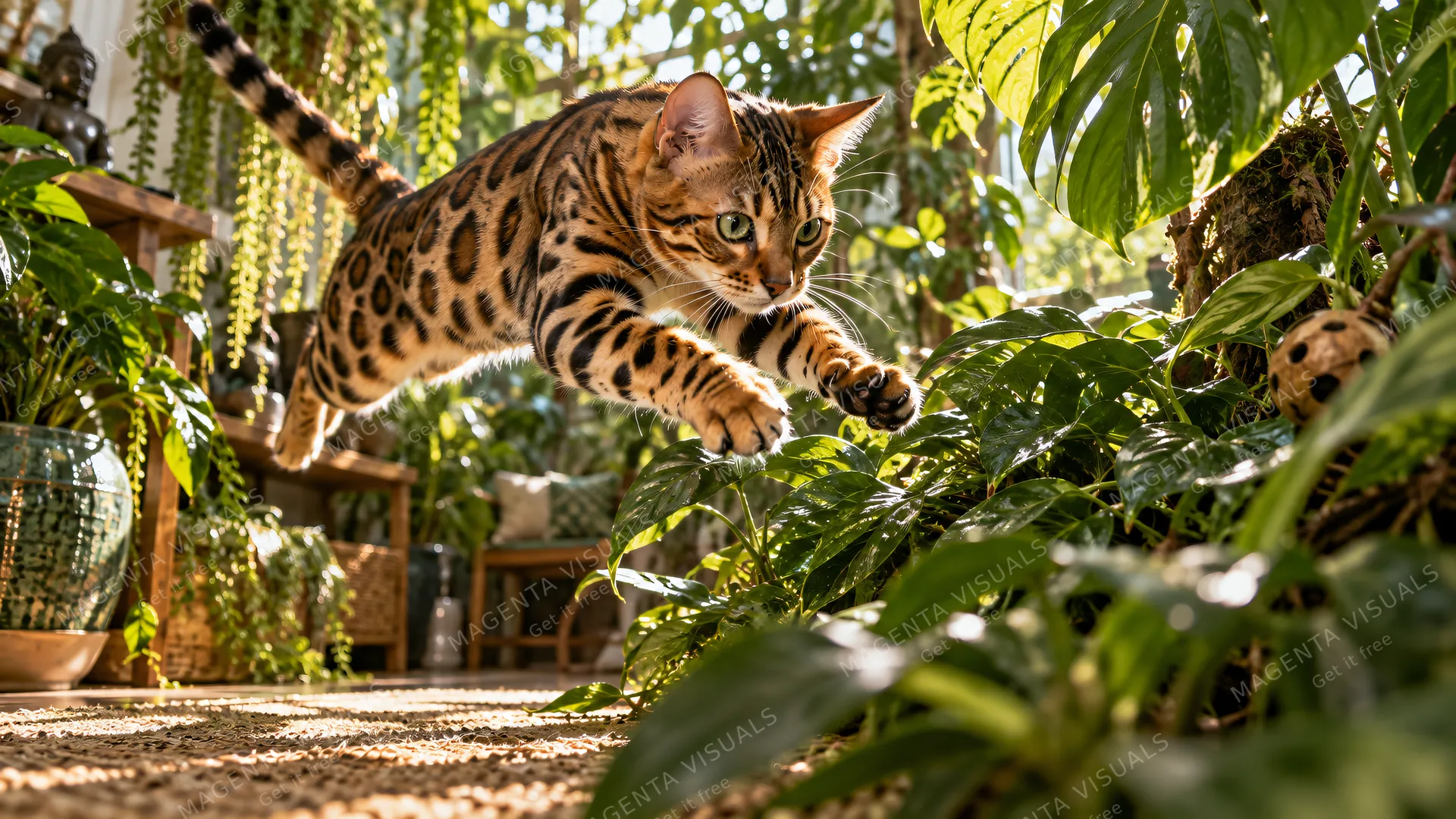4K 16:9 widescreen desktop wallpaper, photoreal photograph of a Bengal cat in action, freeze-frame pounce onto a houseplant jungle, spots and motion, low angle, dappled sunlight filt…