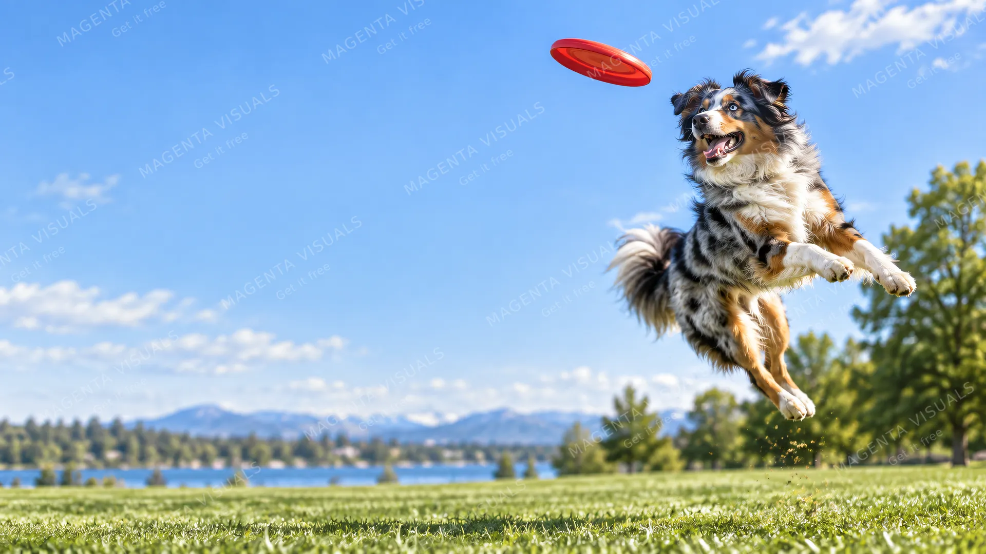 4K 16:9 widescreen desktop wallpaper featuring a joyful companion Australian Shepherd in action.