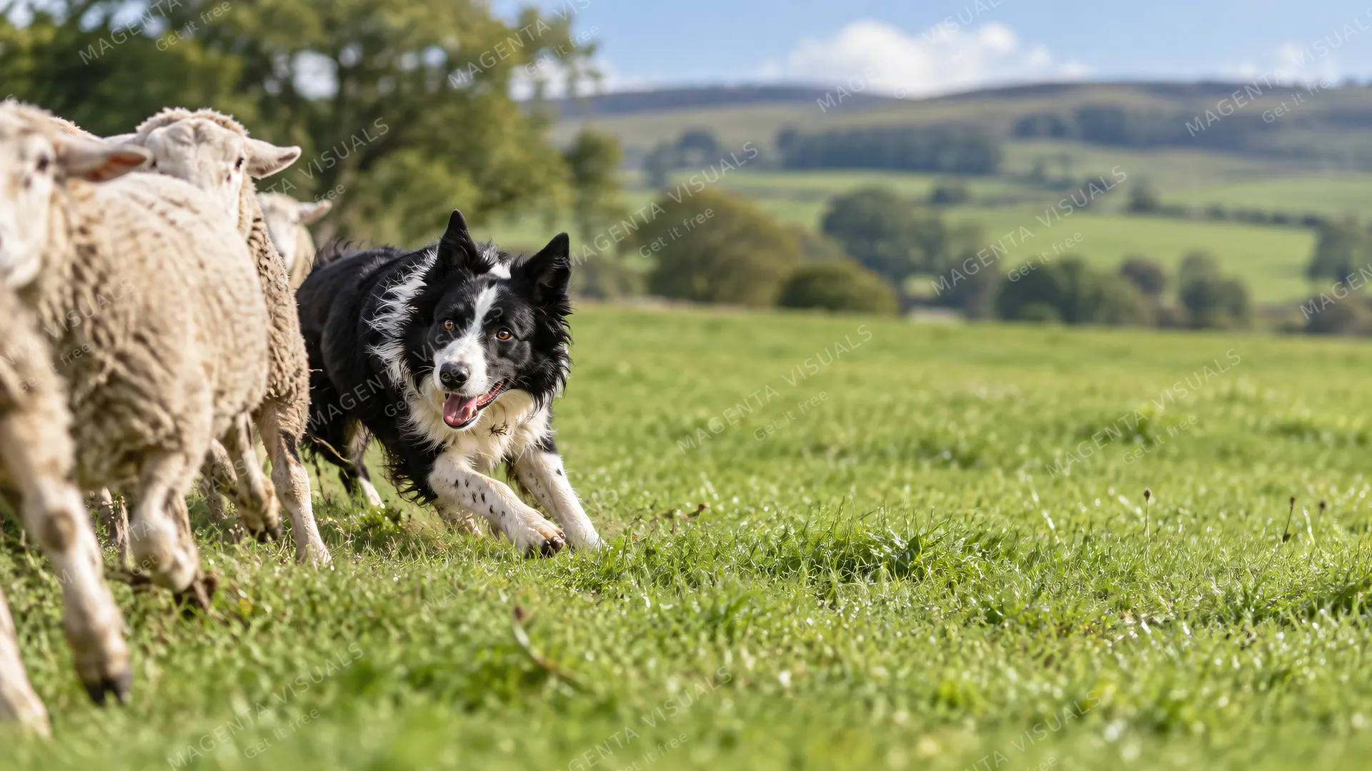 4K 16:9 widescreen desktop wallpaper of a Border Collie in action, black-and-white blur herding on the left, right half empty green pasture negative space for desktop icons, empty ri…